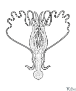 li-octopuses - squid Maqephe A Mebala A Hatisoang